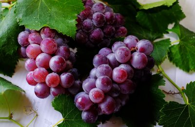 How to grow a small home vineyard